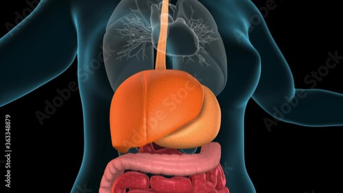 Human digestive system. In focus the mouth, esophagus, pancreas, liver, gallbladder, stomach, large intestine, small intestine, rectum and the anus. 3d animation