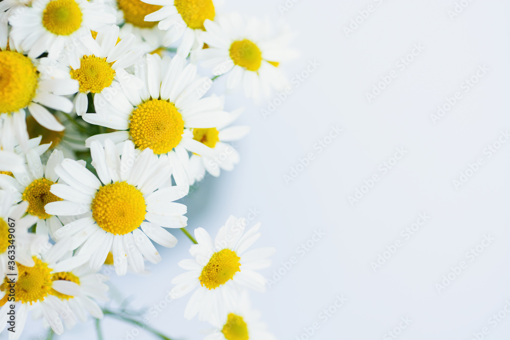Fototapeta premium Chamomile or daisy flowers on white background. soft focus image 