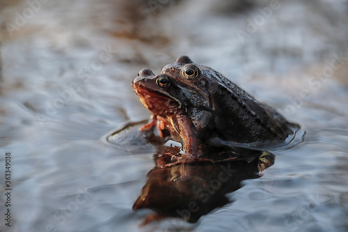 Frogs - female and male