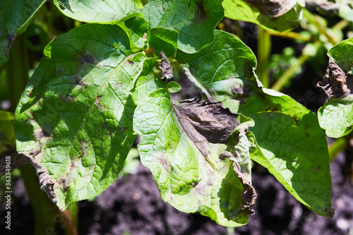 Potato plant has got ill with Phytophthora (Phytophthora Infestans). Potato plant has got sick by late blight, agriculture photo