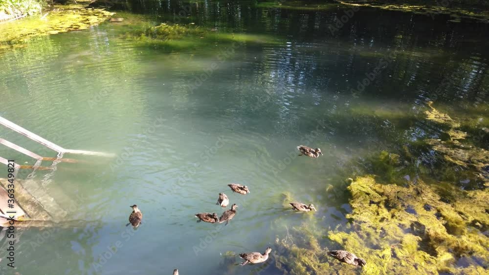 Duck flock swims in pond, people toss food ducks in pond Duck flock swims in pond, people toss food ducks in pond