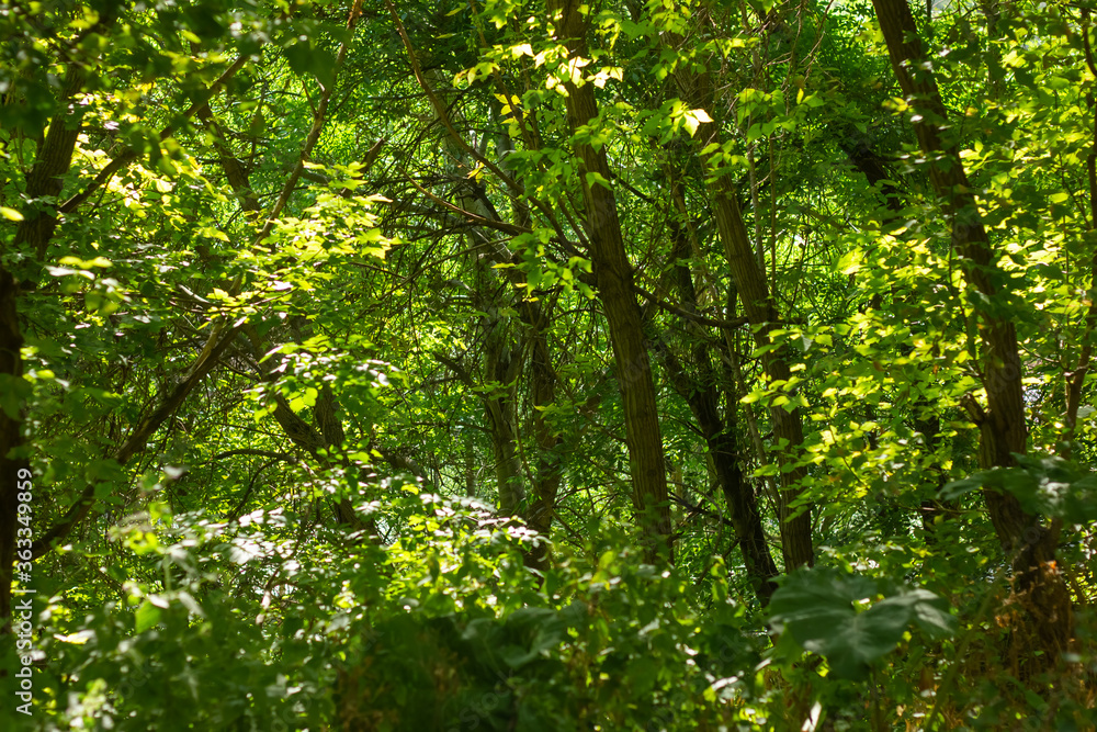 green leaves in the forest, green leaves on a tree