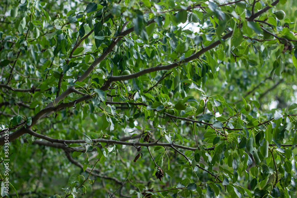 green leaves in the forest, green leaves on a tree