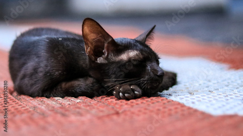 a black cat sleeping on a floor