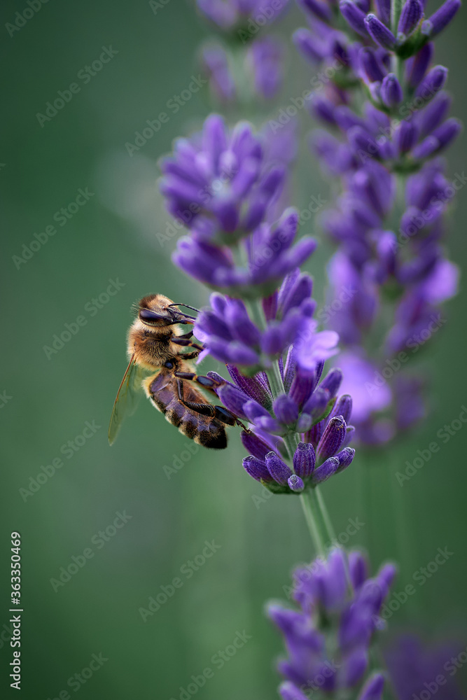 bee collects nectar on lavender flowers bee collects nectar on lavender flowers