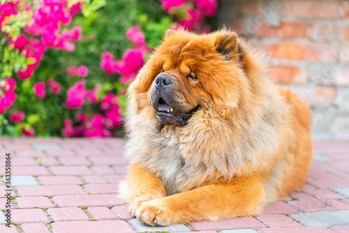 Portrait of a dog, Chinese breed Chow chow.