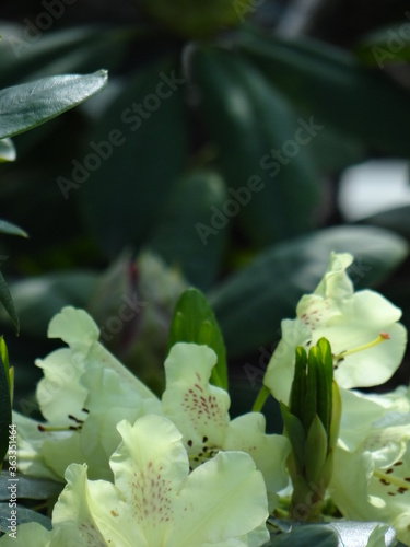 Flover 