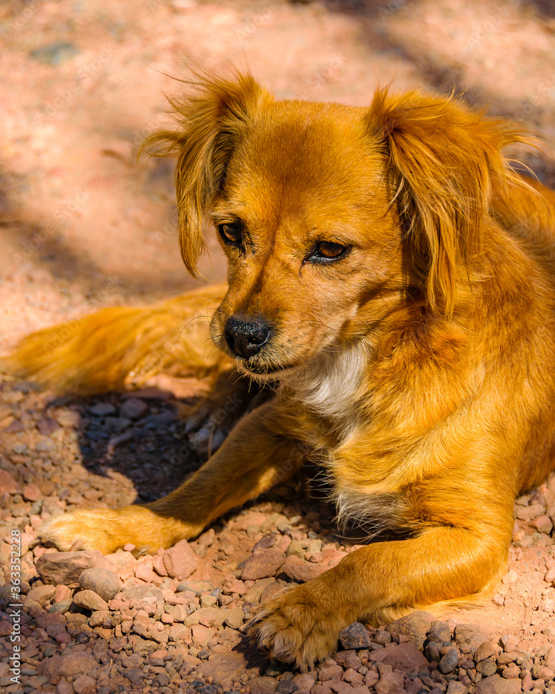 Cute Orange Hair Dog Sitting at Ground Cute Orange Hair Dog Sitting at Ground