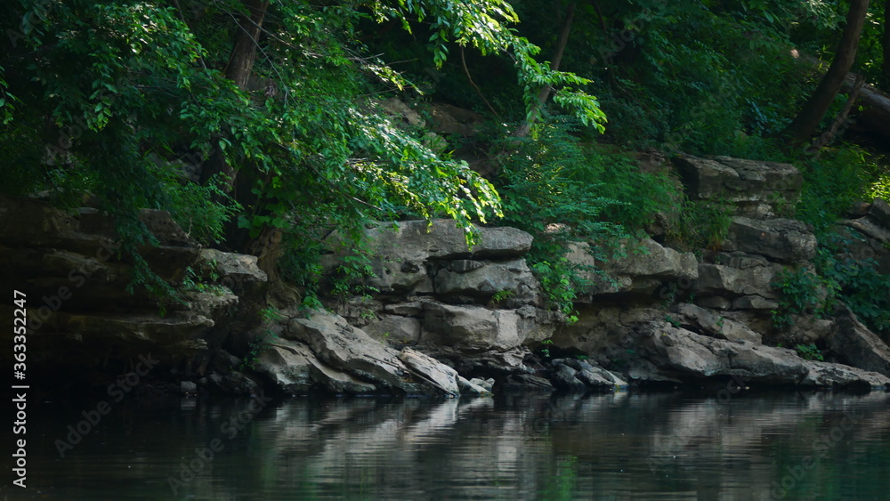 River Meets Forest