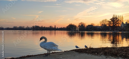 view of a lake with sunset, swan and birds. calm waters. colors yellow, orange and red
