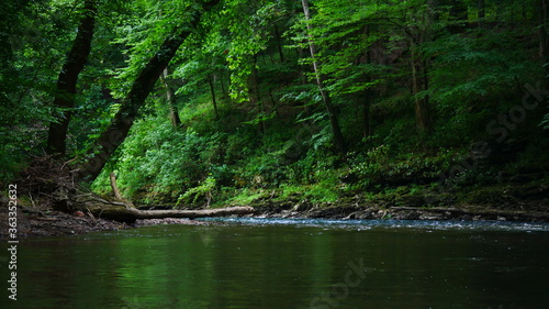 River in the Forest © Caitlin