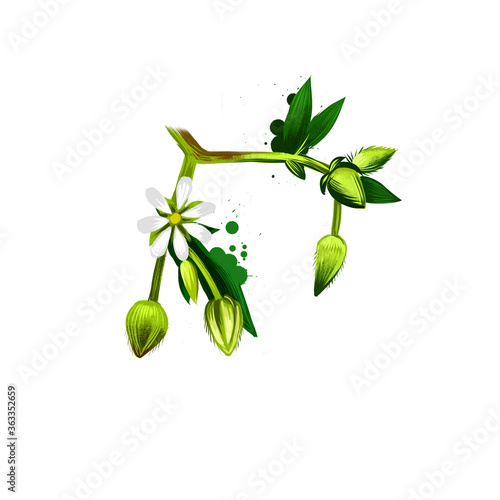 Chickweed vegetable with flower isolated on white. Hand drawn illustration of chickenwort, craches maruns, winterweed, stellaria media, chickweed. Organic food. Digital art with paint splashes effect photo