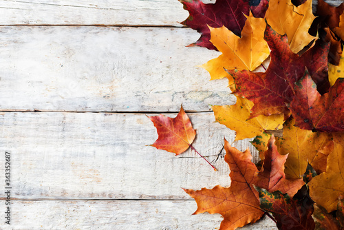 Autumn wood background with orange maple leaves