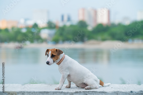 Fototapeta Naklejka Na Ścianę i Meble -  A frightened frightened puppy sits alone on a parapet. A sad little dog got lost on a street in the city. Funny Jack Russell Terrier lonely outdoors.