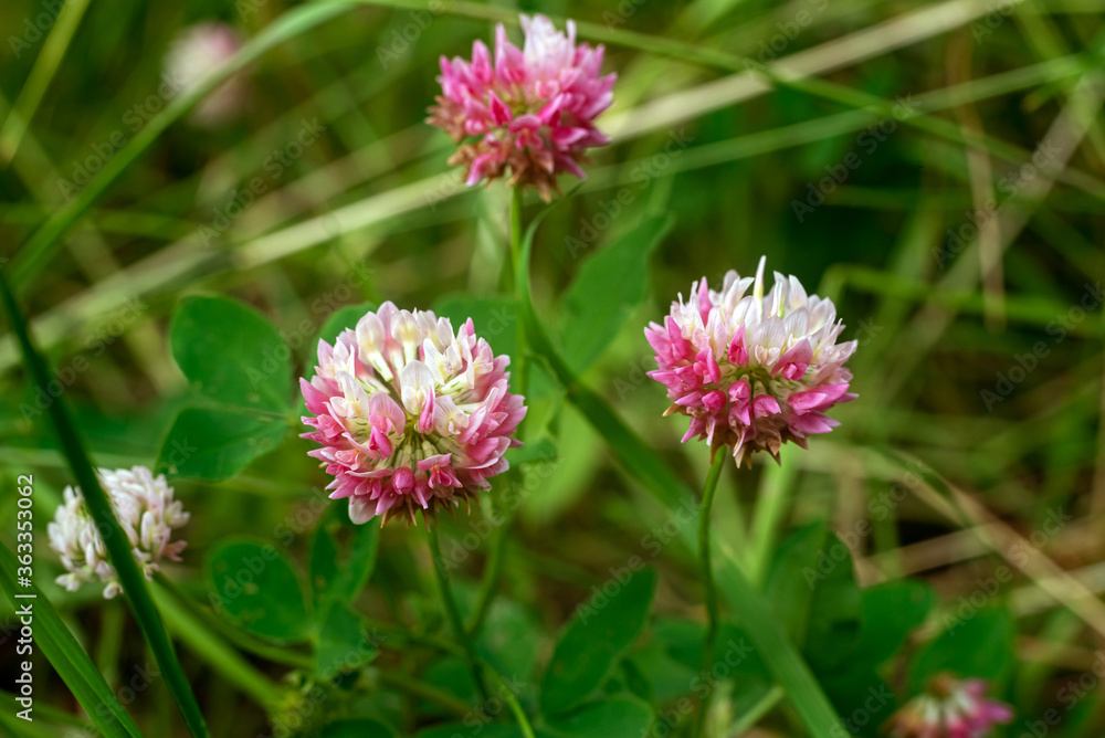 Pink Trifolium pratense flowers in the garden. Pink Trifolium pratense flowers in the garden.