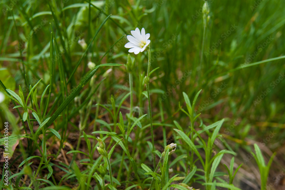 Stellaria holostea Greater stitchwort flower Stellaria holostea Greater stitchwort flower