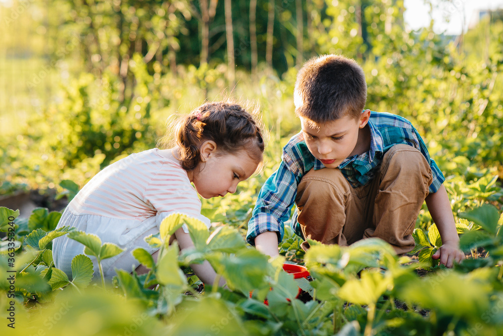Cute and happy little brother and sister of preschool age collect and eat ripe strawberries in the garden on a Sunny summer day. Happy childhood. Healthy and environmentally friendly crop Cute and happy little brother and sister of preschool age collect and eat ripe strawberries in the garden on a Sunny summer day. Happy childhood. Healthy and environmentally friendly crop