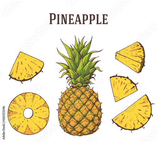 Pineapple fruit hand drawn collection, graphic elements. Vector illustration. Pineapple for design, brochure illustration. Pineapple illustration. Can used for packaging