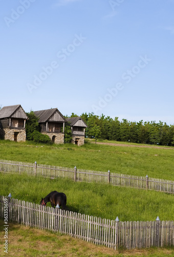 cows in a farm