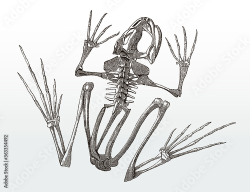 Skeleton of a frog in top view after an antique illustration from the 19th century