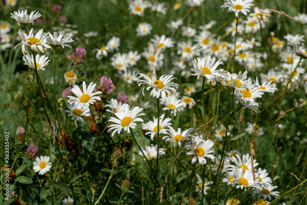 daisies in a field in Norway