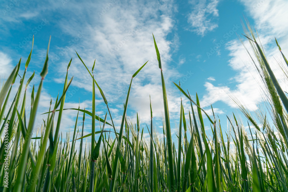 green grass and blue sky