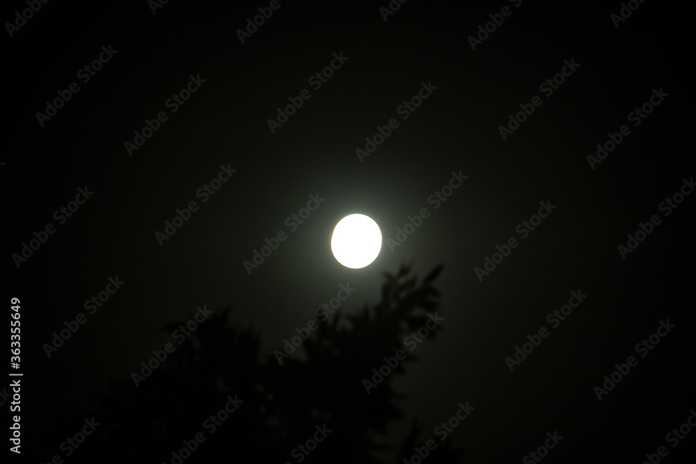 Moonlight with branches of tree is nature background at night. Tree silhouette and night sky nature. Moonlit sky nature at the dark. Moonlight with branches of tree is nature background at night. Tree silhouette and night sky nature. Moonlit sky nature at the dark.