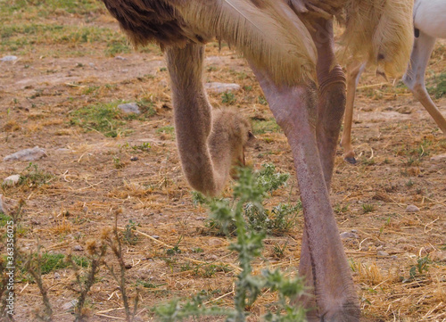 Closeup of a female male adult ostrich eating from the back