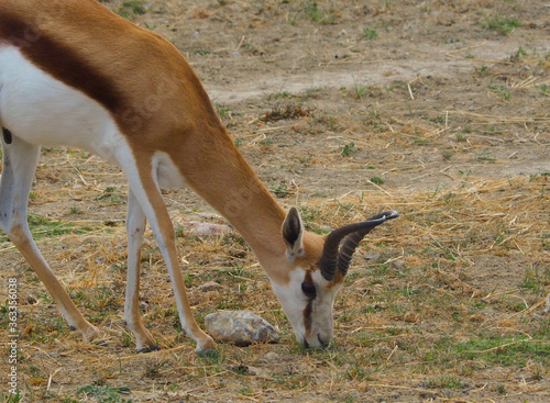 The springbok (Antidorcas marsupialis) adult male eating in the desert