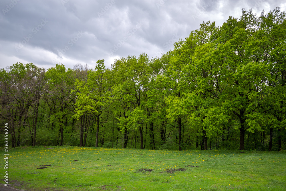 Summer landscape. Green clearing at the edge of the deciduous forest on a cloudy day. Spring nature background.