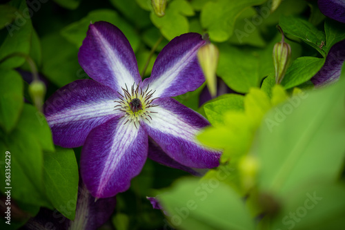 Wallpaper Mural purple white flower in the garden Torontodigital.ca