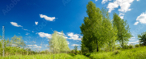 Rural summer landscape. Blue sky with clouds  forest  road through green meadow. Nature landscape wilderness. Countryside outdoors  relaxation weather  space scenic.