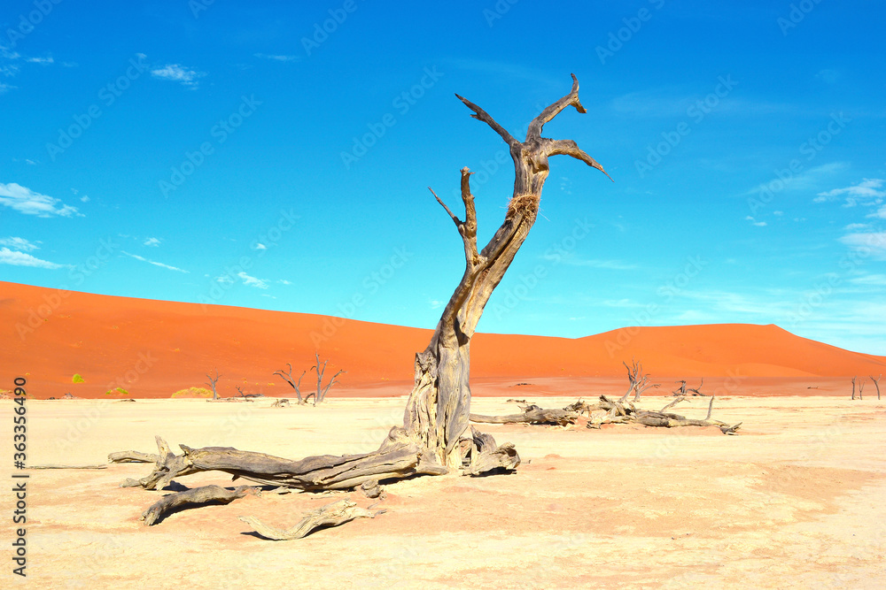 Dead trees in dry Deadvlei salt pan, Namib Naukluft Park, Namibia, Africa Dead trees in dry Deadvlei salt pan, Namib Naukluft Park, Namibia, Africa