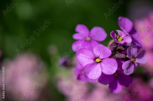 close up of a purple flowers