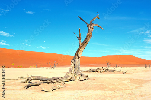 Dead trees in dry Deadvlei salt pan  Namib Naukluft Park  Namibia  Africa