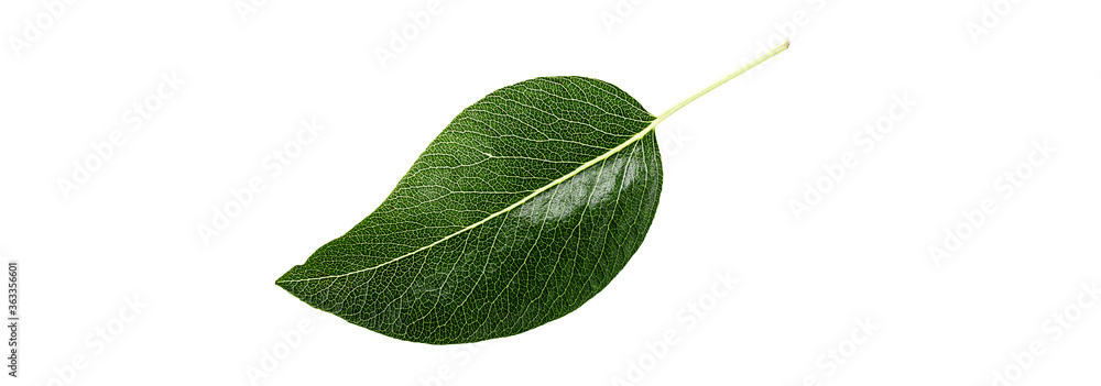 Fototapeta premium Close up pear leaf isolated on a white background.