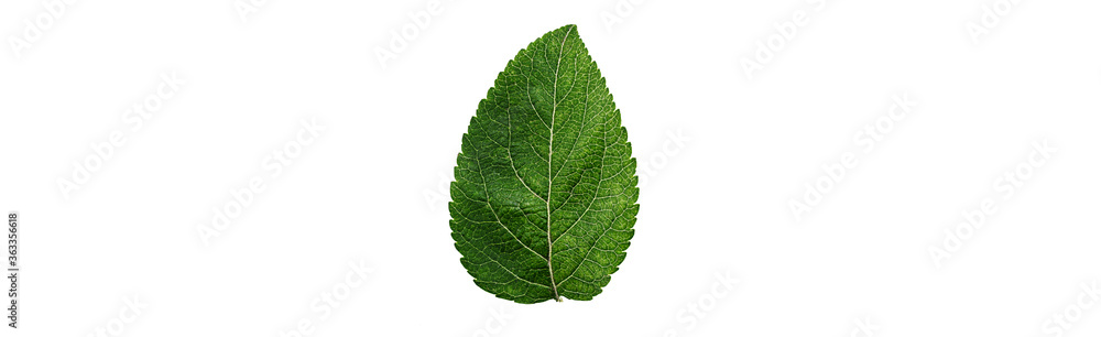 Close up apple leaf isolated on a white background. Close up apple leaf isolated on a white background.