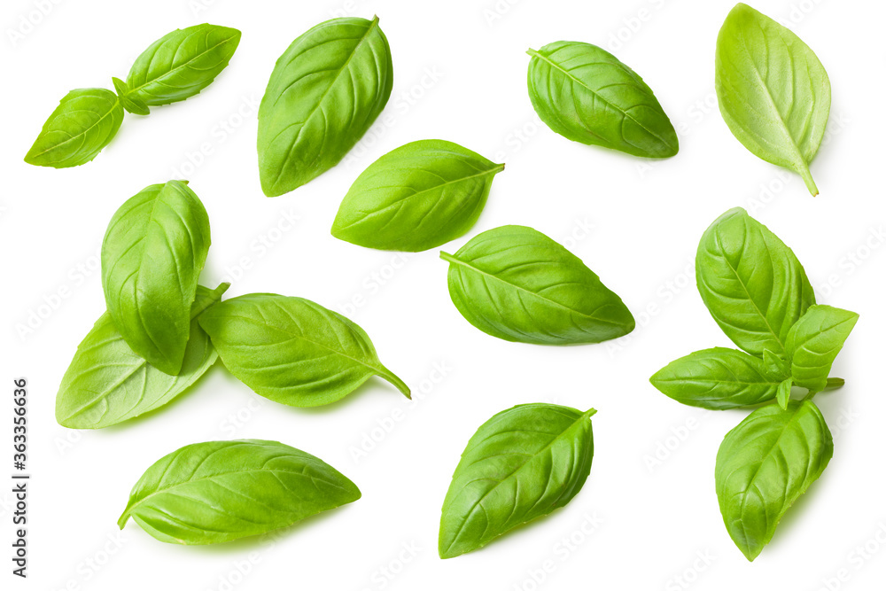 basil leaves isolated on a white background. top view basil leaves isolated on a white background. top view