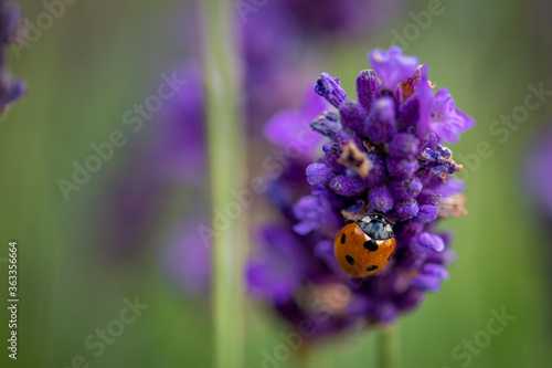 single ladybird on lavender flowers
