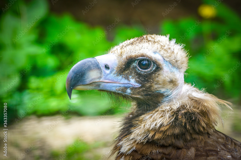 closeup portrait of a cinereous vulture, Aegypius monachus, that is a large raptorial bird closeup portrait of a cinereous vulture, Aegypius monachus, that is a large raptorial bird