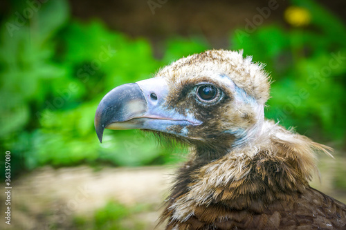 closeup portrait of a cinereous vulture  Aegypius monachus  that is a large raptorial bird