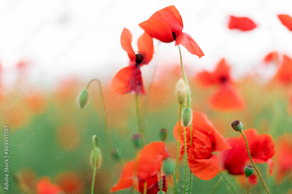 Naklejka premium Beautiful blooming poppies blurred background. Falling petals of poppy flowers.