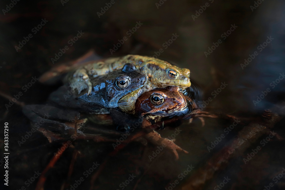 Obraz premium Moor frogs and common toad amplexus