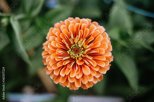 Billede på lærred Zinnia Giant Salmon Benary Cut Flower