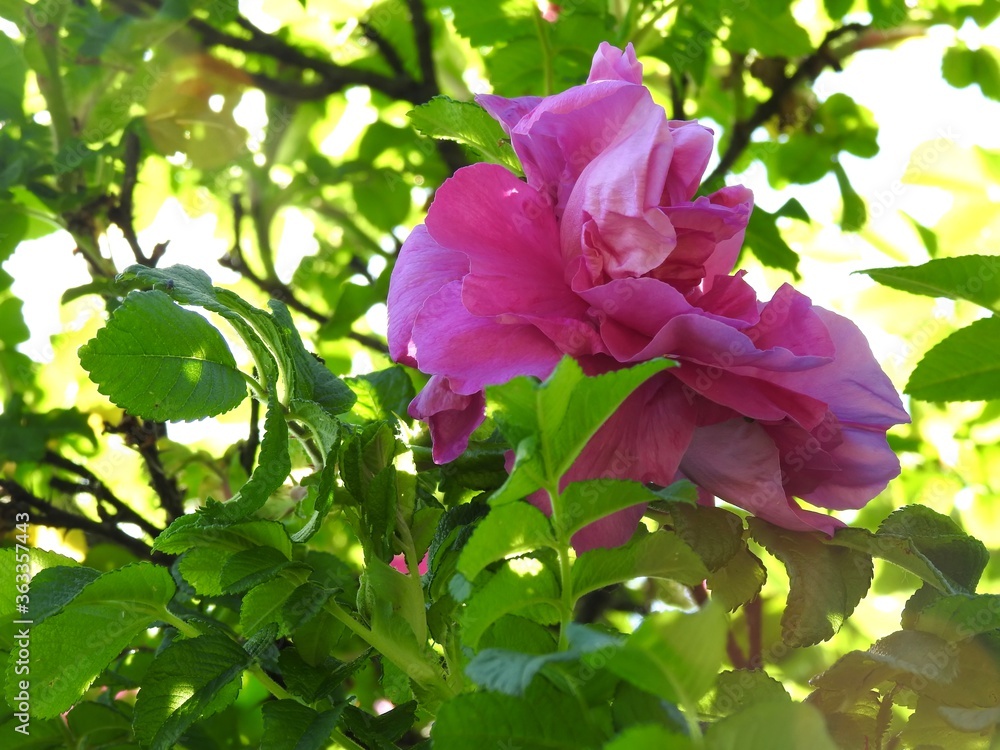 beautiful wild rose flowers close-up beautiful wild rose flowers close-up