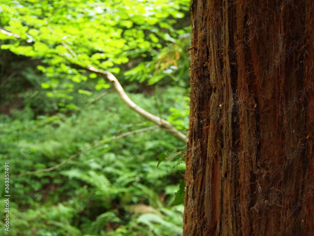 Obraz premium Views of forestry in England