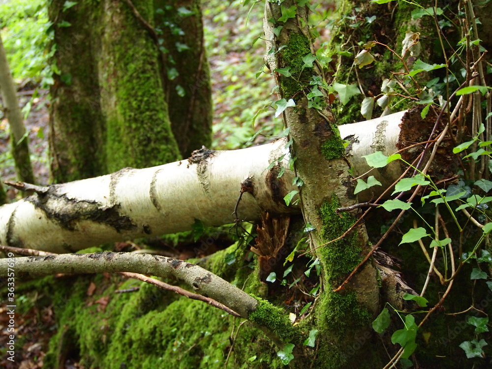 Fototapeta premium Views of forestry in England