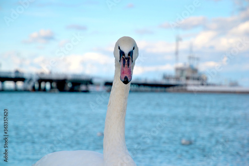 Head and neck close-up white swans (Cygnus olor). Beautiful majestic swan on the North Sea coast.
