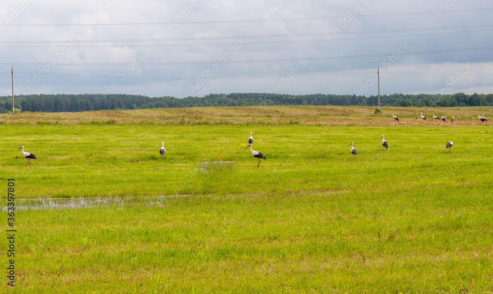 big group of storks on farm field after grass mowing searching for food panorama view, selective focus big group of storks on farm field after grass mowing searching for food panorama view, selective focus