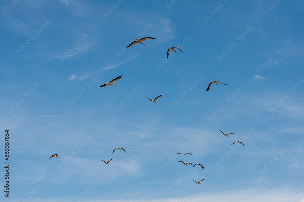 Large group of storks in the sky over a farm field panorama, selective focus